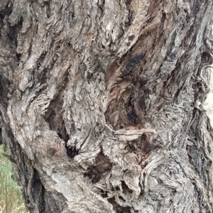 Eucalyptus nortonii at Fadden, ACT - 13 Feb 2023