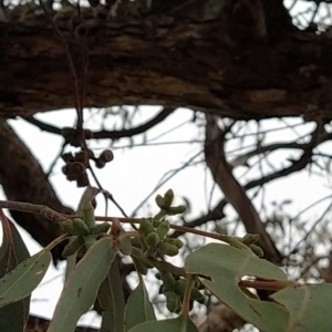 Eucalyptus nortonii at Wanniassa Hill - 13 Feb 2023