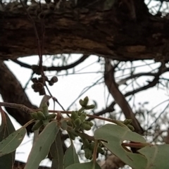 Eucalyptus nortonii at Fadden, ACT - 13 Feb 2023