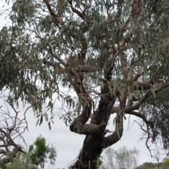 Eucalyptus nortonii at Wanniassa Hill - 13 Feb 2023