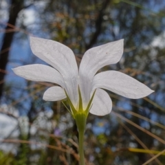 Wahlenbergia stricta subsp. stricta (Tall Bluebell) at Namadgi National Park - 7 Feb 2023 by RobG1