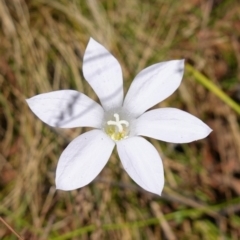 Wahlenbergia stricta subsp. stricta at Cotter River, ACT - 7 Feb 2023