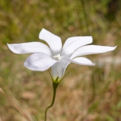 Wahlenbergia stricta subsp. stricta at Cotter River, ACT - 7 Feb 2023