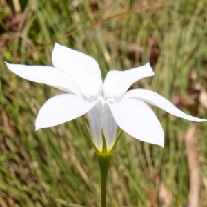 Wahlenbergia stricta subsp. stricta at Cotter River, ACT - 7 Feb 2023