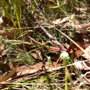 Wahlenbergia stricta subsp. stricta at Cotter River, ACT - 7 Feb 2023