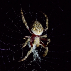 Hortophora sp. (genus) at Stromlo, ACT - 11 Feb 2023