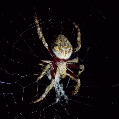 Hortophora sp. (genus) (Garden orb weaver) at Block 402 - 11 Feb 2023 by KorinneM