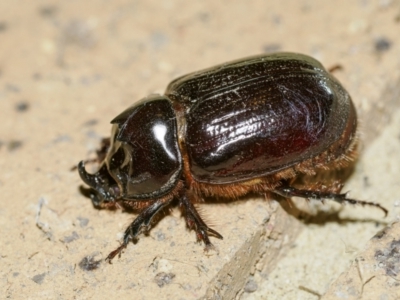 Dasygnathus sp. (genus) (Rhinoceros beetle) at Bundanoon, NSW - 12 Feb 2023 by Boobook38