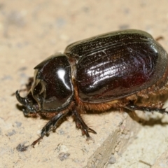 Dasygnathus trituberculatus (Rhinoceros beetle) at Bundanoon, NSW - 12 Feb 2023 by Boobook38