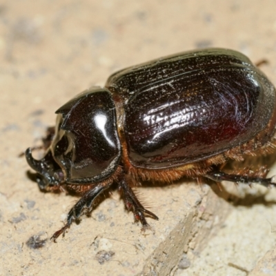 Dasygnathus sp. (genus) (Rhinoceros beetle) at Bundanoon - 12 Feb 2023 by Boobook38