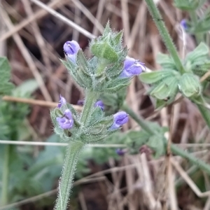 Salvia verbenaca var. verbenaca at Fadden, ACT - 13 Feb 2023 09:09 AM