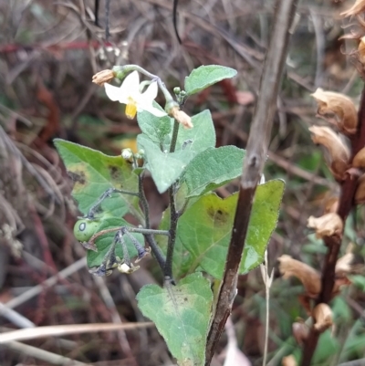 Solanum nigrum (Black Nightshade) at Fadden, ACT - 12 Feb 2023 by KumikoCallaway