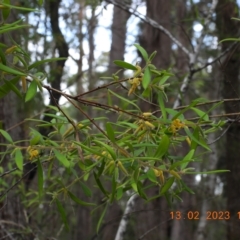 Persoonia mollis (Soft Geebung) at Oakdale, NSW - 13 Feb 2023 by bufferzone