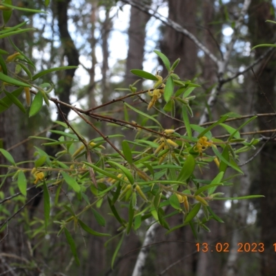 Persoonia mollis (Soft Geebung) at Wollondilly Local Government Area - 13 Feb 2023 by bufferzone