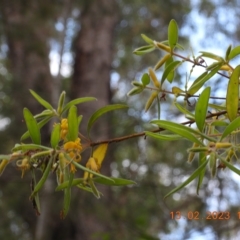 Persoonia mollis at Oakdale, NSW - 13 Feb 2023
