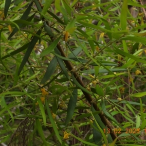 Persoonia mollis at Oakdale, NSW - 13 Feb 2023