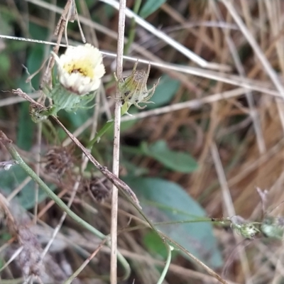 Tolpis barbata (Yellow Hawkweed) at Wanniassa Hill - 12 Feb 2023 by KumikoCallaway