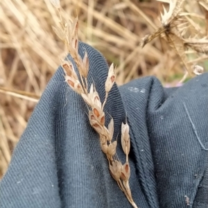 Bromus hordeaceus at Fadden, ACT - 13 Feb 2023