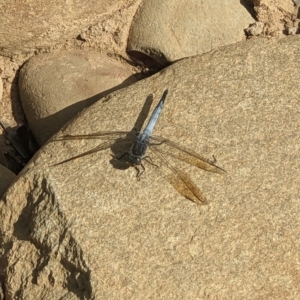 Orthetrum caledonicum at Thurgoona, NSW - 2 Feb 2023 04:29 PM