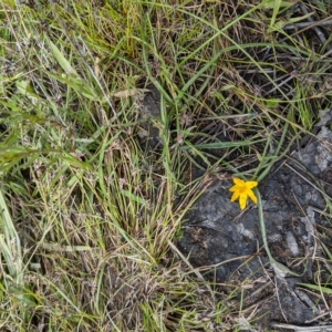 Hypoxis hygrometrica at Kambah, ACT - 9 Nov 2022