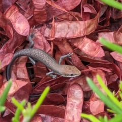 Carlia tetradactyla (Southern Rainbow Skink) at Albury - 2 Feb 2023 by ChrisAllen