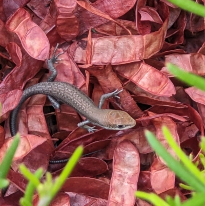 Unidentified Skink at Thurgoona, NSW - 2 Feb 2023 by ChrisAllen