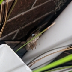 Litoria peronii at Albury - 7 Feb 2023 10:48 PM