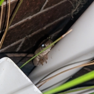 Litoria peronii at Albury - 7 Feb 2023 10:48 PM