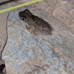 Litoria peronii at Albury - 7 Feb 2023 10:48 PM