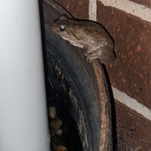 Litoria peronii at Albury - 8 Feb 2023 09:25 PM