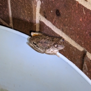 Litoria peronii at Albury - 9 Feb 2023 09:48 PM