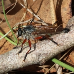 Unidentified Robber fly (Asilidae) at Yackandandah, VIC - 12 Feb 2023 by KylieWaldon