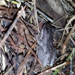 Litoria peronii at Fadden, ACT - 31 Jan 2023