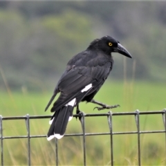 Strepera graculina (Pied Currawong) at Jamberoo, NSW - 12 Feb 2023 by plants