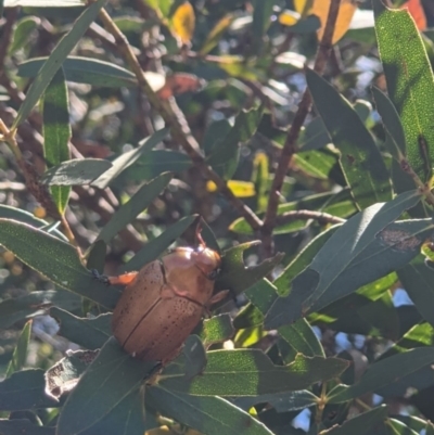 Anoplognathus sp. (genus) (Unidentified Christmas beetle) at Tarago, NSW - 13 Feb 2023 by DrDJDavidJ