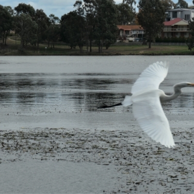 Ardea alba (Great Egret) at Yerrabi Pond - 12 Feb 2023 by TrishGungahlin