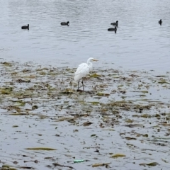 Ardea alba at Gungahlin, ACT - 13 Feb 2023