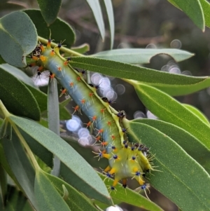 Opodiphthera eucalypti at Tarago, NSW - 9 Feb 2023