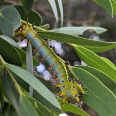 Opodiphthera eucalypti (Emperor Gum Moth) at Tarago, NSW - 9 Feb 2023 by DrDJDavidJ