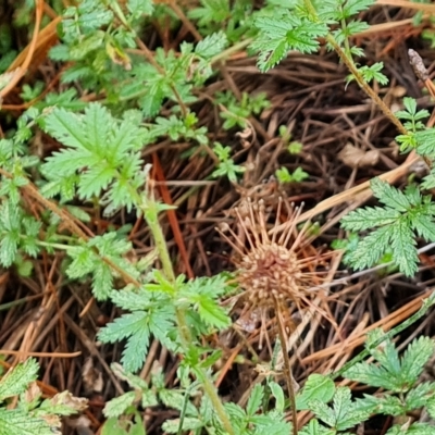 Acaena novae-zelandiae (Bidgee Widgee) at Isaacs Ridge and Nearby - 13 Feb 2023 by Mike