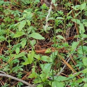 Mentha diemenica at Isaacs, ACT - 13 Feb 2023 04:51 PM