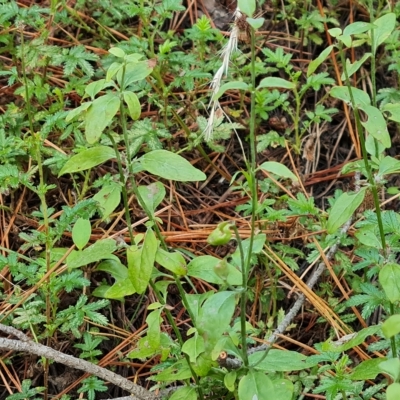 Mentha diemenica (Wild Mint, Slender Mint) at Isaacs Ridge and Nearby - 13 Feb 2023 by Mike