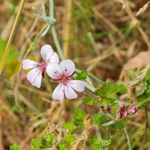 Pelargonium australe at Isaacs, ACT - 13 Feb 2023 04:35 PM