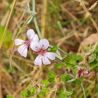 Pelargonium australe (Austral Stork's-bill) at Isaacs Ridge and Nearby - 13 Feb 2023 by Mike