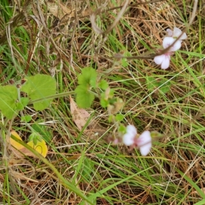 Pelargonium australe at Isaacs, ACT - 13 Feb 2023 04:35 PM