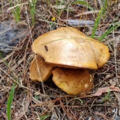 Suillus luteus (Slippery Jack) at Isaacs Ridge and Nearby - 13 Feb 2023 by Mike