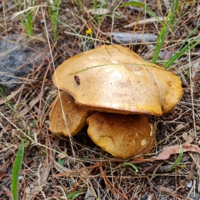 Suillus luteus (Slippery Jack) at Isaacs Ridge and Nearby - 13 Feb 2023 by Mike