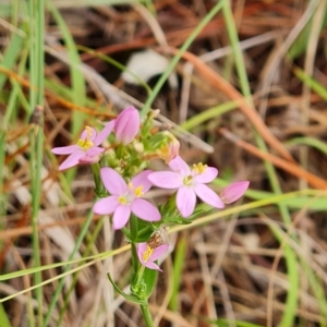 Centaurium sp. at Isaacs, ACT - 13 Feb 2023 03:56 PM