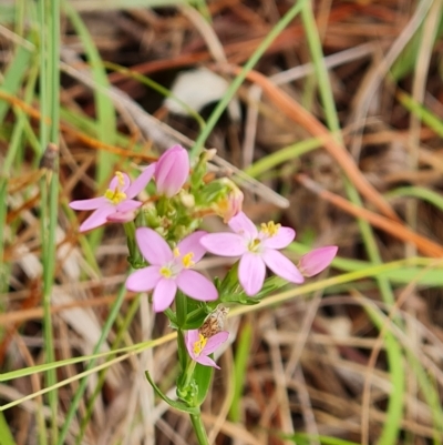 Centaurium sp. (Centaury) at Isaacs Ridge and Nearby - 13 Feb 2023 by Mike