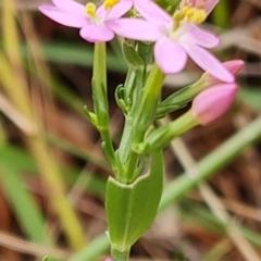 Centaurium sp. at Isaacs, ACT - 13 Feb 2023 03:56 PM